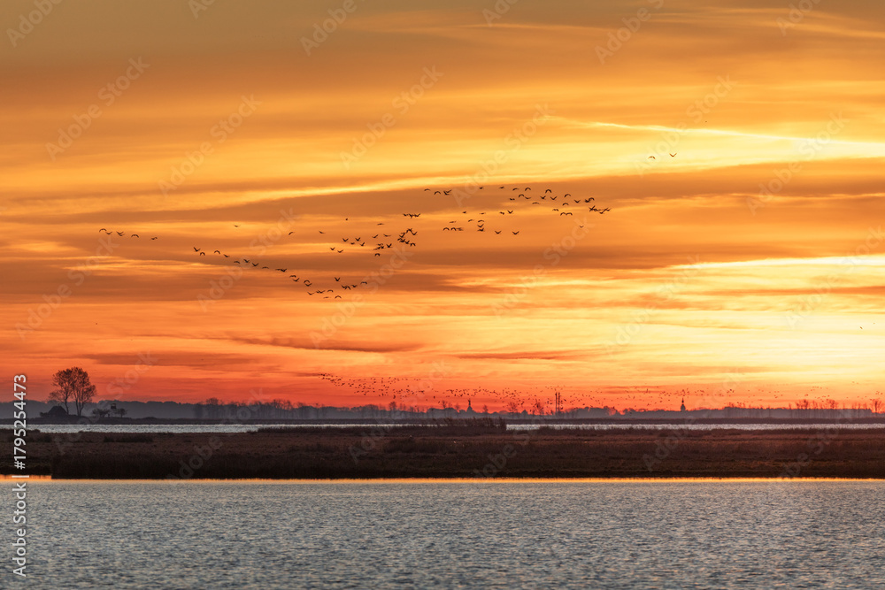 Obraz premium Vor Sonnenaufgang bei Morgenrot fliegende Kraniche am Bodden vor Zingst.