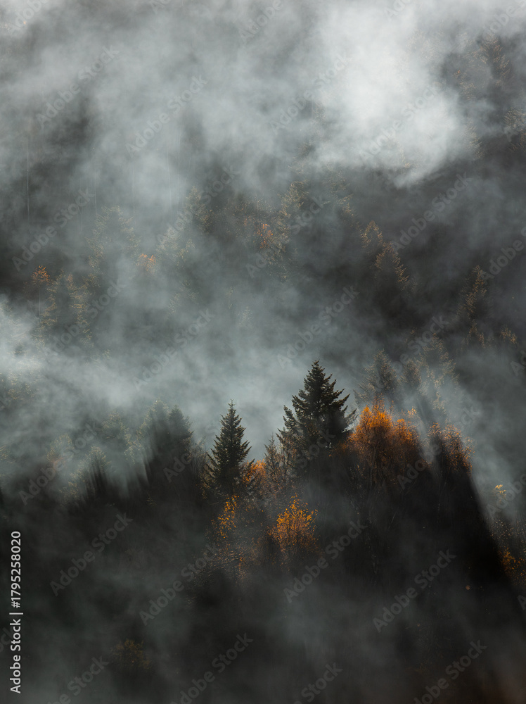 Obraz premium Misty autumn forest, landscape photo wallpaper