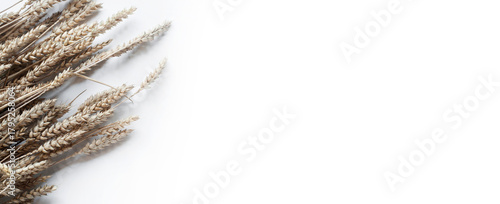 Ears of wheat, rye and barley in a sheaf on a white background. Symbol of bread and food. Card
