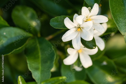 Close-up of beautiful White Orange Jasmine (Murraya paniculata) flowers in bloom.