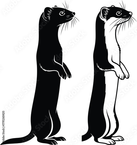 Stoat ermine vector illustration black and white animal wildlife drawing eps silhouette