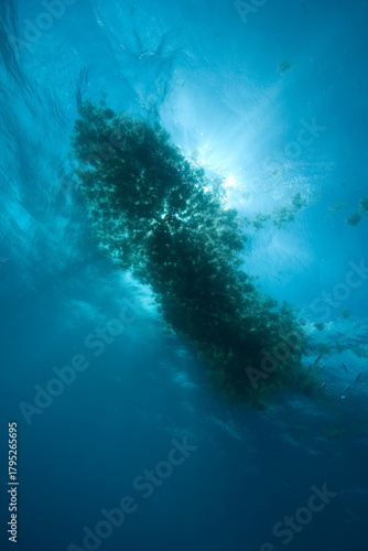 Wallpaper Mural Sargassum Weed floating in the Gulf Stream off the Florida Keys Torontodigital.ca