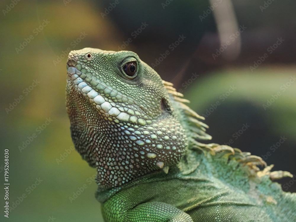 Fototapeta premium Detailed Close-up Portrait of a Green Chinese Water Dragon