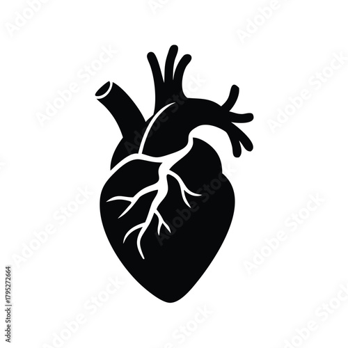 A silhouette of a human heart with veins and arteries on a white background