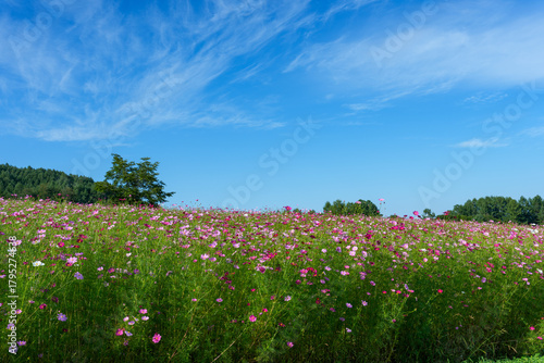 Wallpaper Mural 北海道遠軽の広大なコスモス畑 Torontodigital.ca