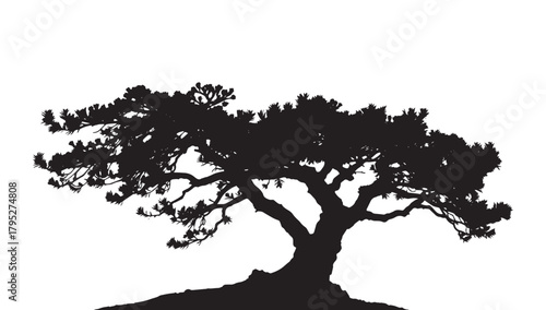 Majestic silhouette of an ancient, windswept tree with intricate branches reaching out against a clean white background, evoking strength and resilience.