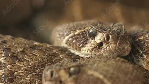 Close-up video of a rattlesnake resting with its textured brown scales and distinctive triangular head. The shot highlights the reptile details, creating an intense and natural wildlife scene. High