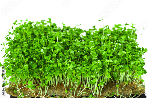 Green young sprouts of arugula grown on a linen mat for eating. White background. Close up.