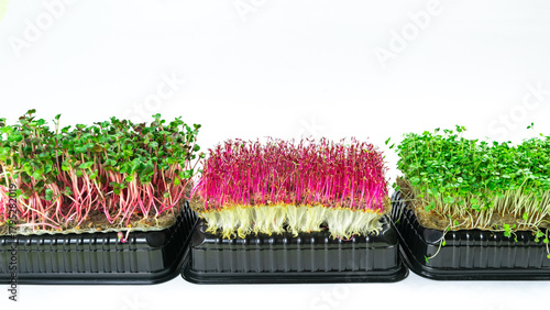 Three containers of grown microgreen shoots. Arugula and Radish Coral green sprouts and red Amaranth. White background. Close up.