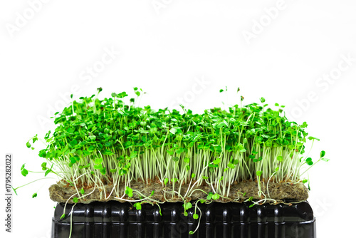 Green young sprouts of arugula grown on a linen mat for eating. White background. Close up.