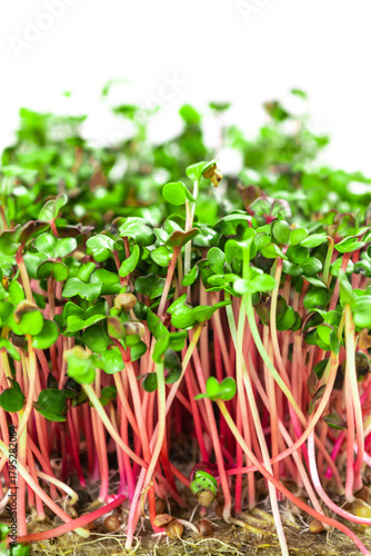 Young shoots microgreen of radish coral grown on a linen mat for eating. Green leaves and red stems of sprouts. White background. Close up.