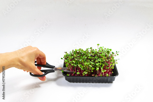 Woman's hand cuts microgreen of Radish Coral sprouts with scissors.  White background.