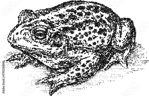 Realistic stipple illustration of a common toad, perfect for nature and wildlife designs. Vector graphic of an amphibian, isolated on white background for biology and zoology projects