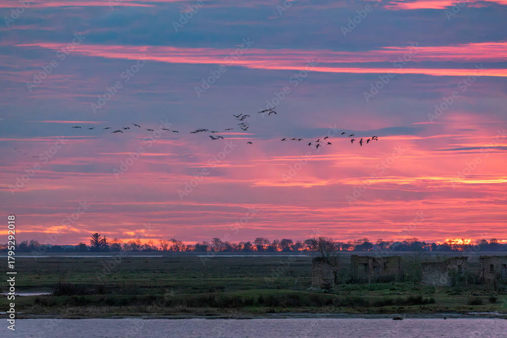 Obraz premium Nach Sonnenuntergang fliegende Kraniche am Bodden vor Zingst.