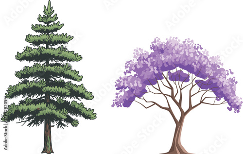 Coniferous pine tree and blooming jacaranda side by side, nature contrast, evergreen foliage, purple blossoms, landscape diversity, botanical beauty, seasonal bloom, tree comparison, floral harmony