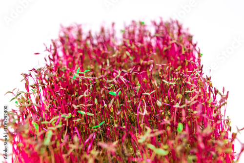Wilting red sprouts microgreen of amaranth plant. Problems of growing useful shoots arising from improper plant care.