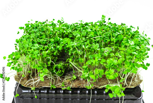 Mold and rot on young green sprouts of arugula microgreens. Problems of growing useful shoots arising from improper plant care.