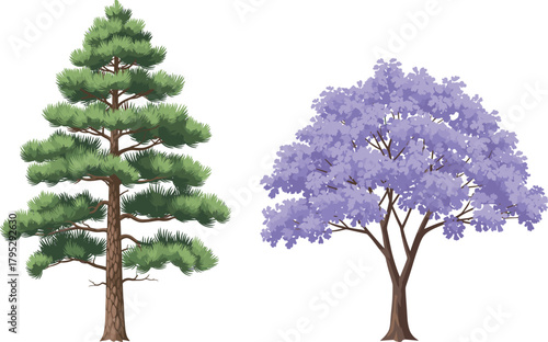 Coniferous pine tree and blooming jacaranda side by side, nature contrast, evergreen foliage, purple blossoms, landscape diversity, botanical beauty, seasonal bloom, tree comparison, floral harmony