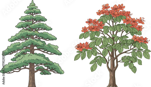 Coniferous pine tree and flowering deciduous tree side by side, seasonal contrast, nature diversity, tropical bloom, evergreen foliage, botanical comparison, forest flora, landscape illustration
