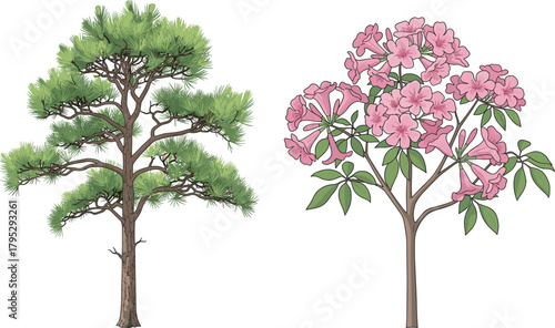 Coniferous pine tree and flowering pink tree, botanical contrast, forest diversity, vibrant blossoms, seasonal foliage, nature scene, outdoor landscape, plant structure, scenic view, green leaves