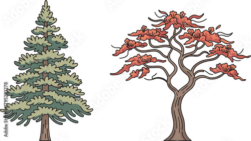 Coniferous tree and stylized deciduous tree illustration, seasonal foliage contrast, botanical diversity, forest flora, nature art, autumn leaves, tree species comparison, educational plant 
