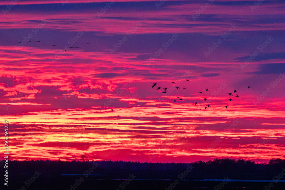Obraz premium Nach Sonnenuntergang im Abendrot fliegende Kraniche am Bodden vor Zingst.