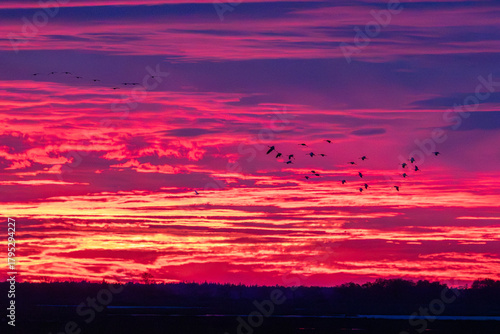 Nach Sonnenuntergang im Abendrot fliegende Kraniche am Bodden vor Zingst.