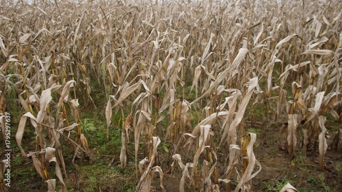 desolate farm scene, droughtstricken crop field landscape, parched and lifeless agricultural area under gray sky, barren farmland with withered stalks and desolate earth reflecting climate