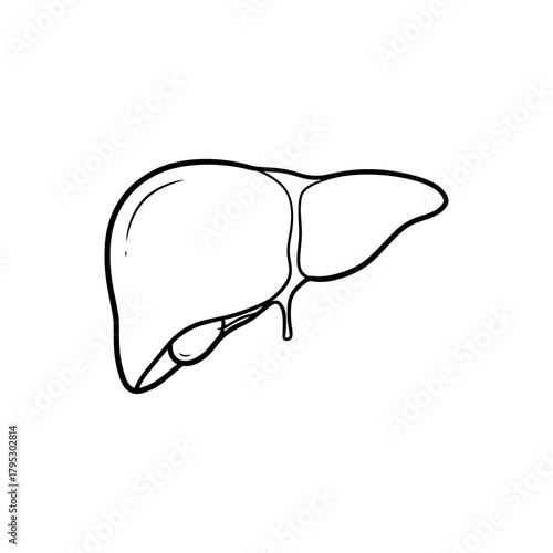 Illustration of a human liver with gallbladder and bile duct in black outline on a white background