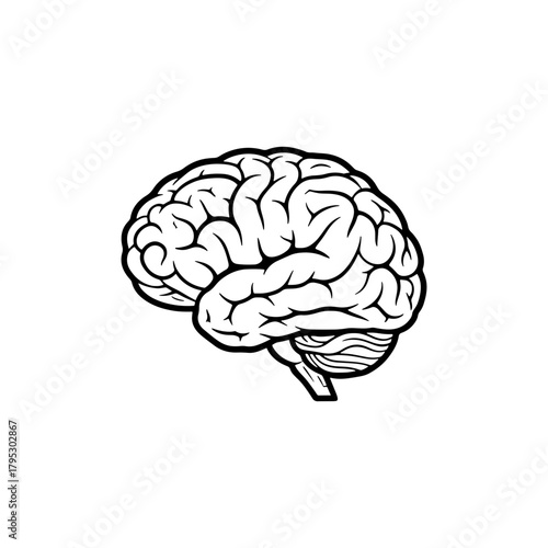Anatomical illustration of a human brain with detailed gyri and sulci in black and white line art