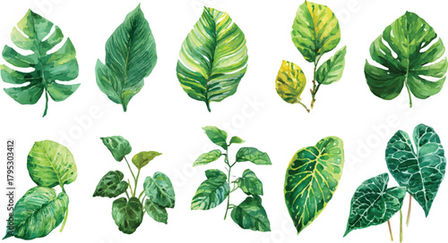 collection of green leaves