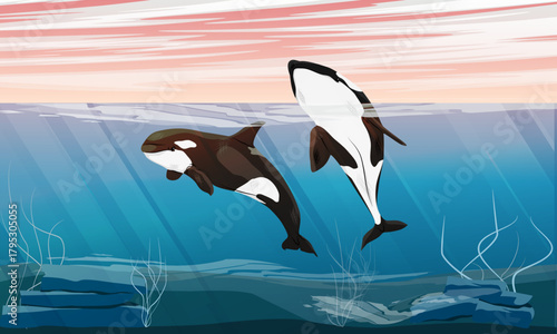 A pair of killer whales swim in shallow water. Seascape. Realistic vector landscape.