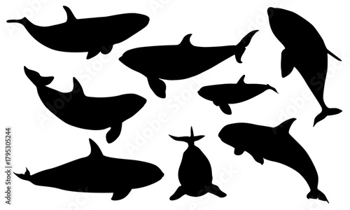 Set of Orcinus orca killer whale silhouettes. Adult killer whales and their babies. Realistic vector animal