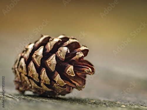 Scots pine cone (Pinus sylvestris).