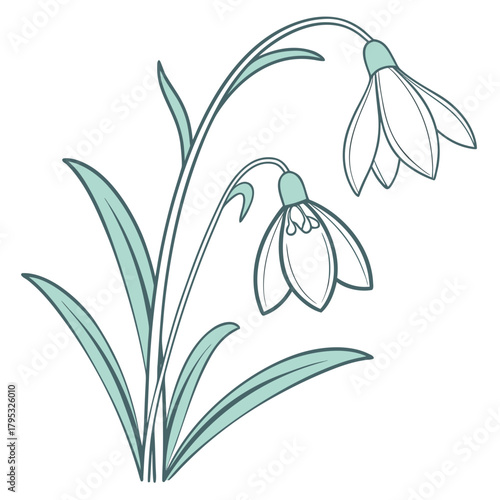 Snowdrop flower illustration, a symbol of spring