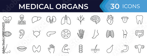 Human anatomy line icon set. Vector symbols of organs, body parts, heart, lung, kidney, bladder, stomach, intestine, thyroid, pelvis, skeleton, joint, face features, thin linear illustration