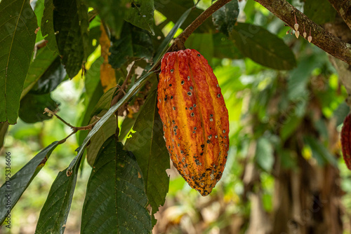 Cacao Colombia