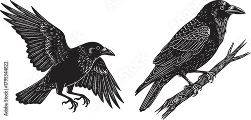 Detailed black and white illustration of two ravens one in flight with wings spread and the other perched on a branch