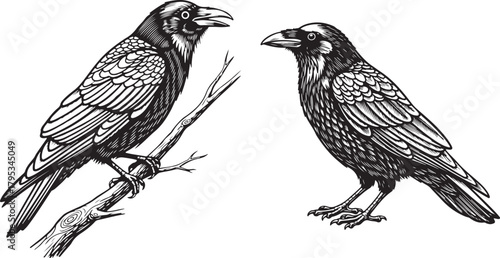 Two detailed black and white ink drawings of ravens perched on a branch and standing on  white background.
