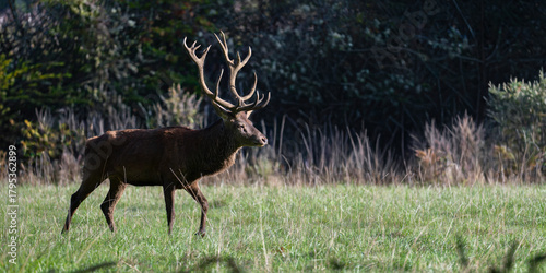 Konstfotografi Red deer stag walking in backlight in a plain at the edge of a forest during the rut