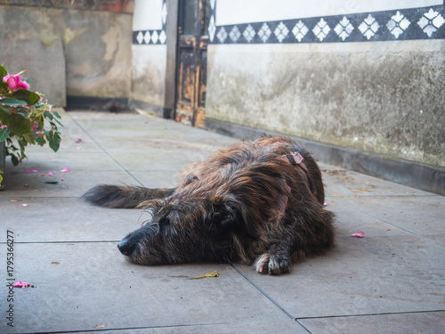 Canvas-taulu Elderly Dark Fur Dog Relaxing on Paved Ground Outdoors Amidst Autumn Foliage and