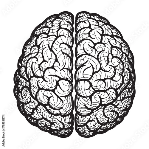 Human brain drawing isolated on white background, top view Vector, illustration