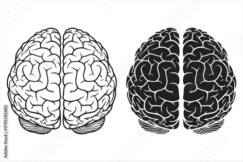 Two brains, one black and white, showing complex neural pathways Vector, illustration