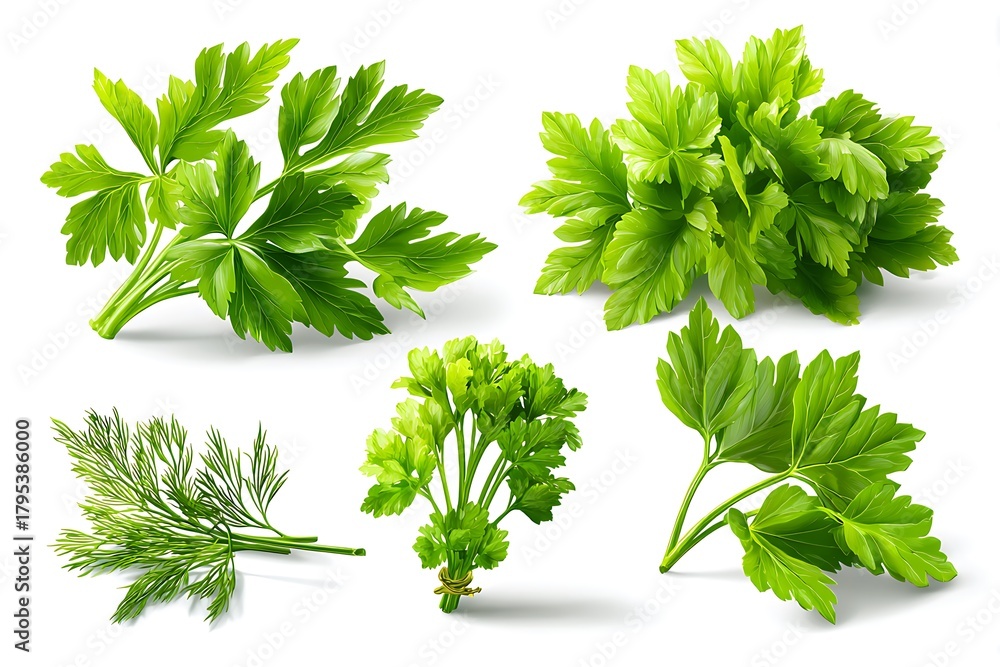 Fototapeta premium Fresh parsley and dill herb collection on white background