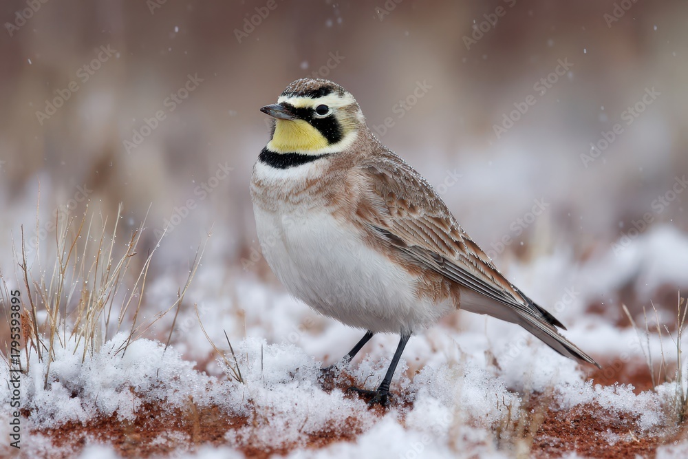 Obraz premium Horned Lark: Brightening Spring Snow with Attitude in Colorado's Scenic Landscape