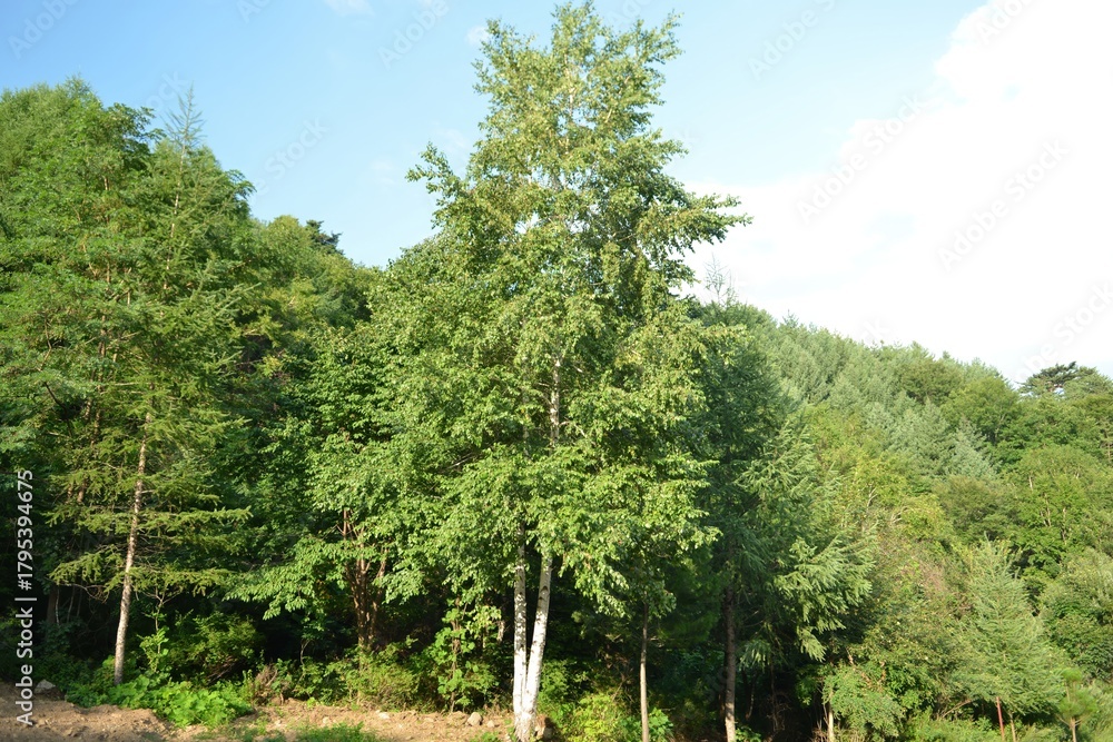 Fototapeta premium Betula pendula, a deciduous tree in the Betulaceae family, recognized by its white peeling bark and triangular leaves, thriving in cold northern forests. Photographed in Korea.