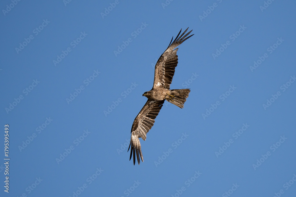 Obraz premium Black kite close up flying in blue sky background at sunset at eyes level