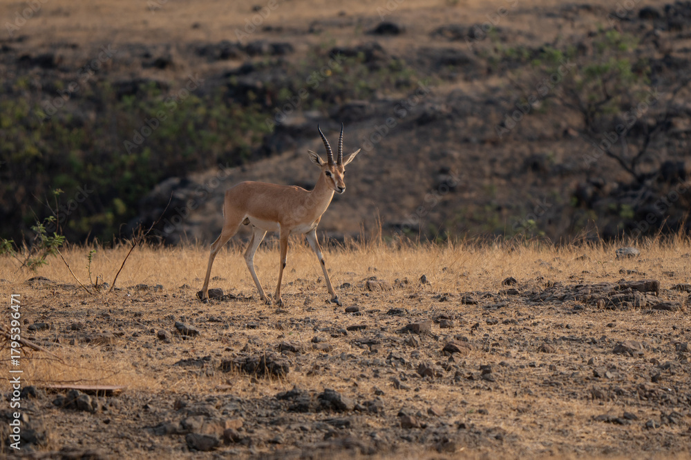 Fototapeta premium Indian gazelle grazing in Indian grassland at sunrise, elegant profile and agile animal is protected in India and Pakistan 