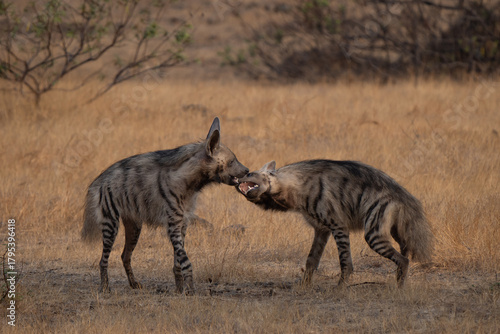 Social interaction of a couple of striped hyena (Hyaena hyaena) in Bigwan grassland. It is the smallest of the bone-cracking hyenas and retains many primitive viverrid-like characteristics