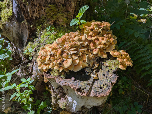 Pilze, Baumstumpf, Baum Pilz,